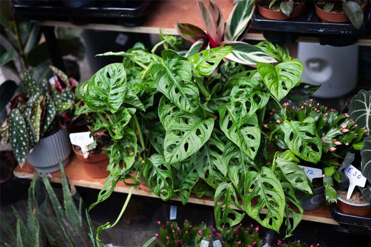 گل برگ انجیری