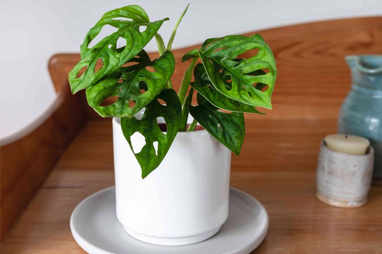 گل برگ انجیری 