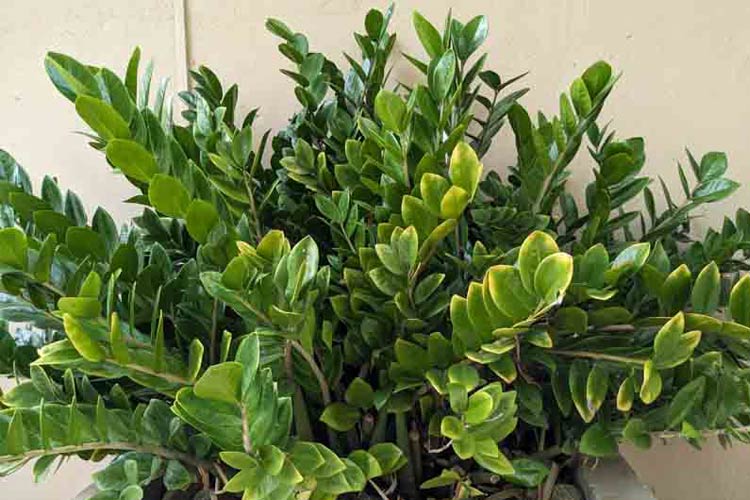 گل زاموفیلیا یکی از گیاهان گلخانه ای