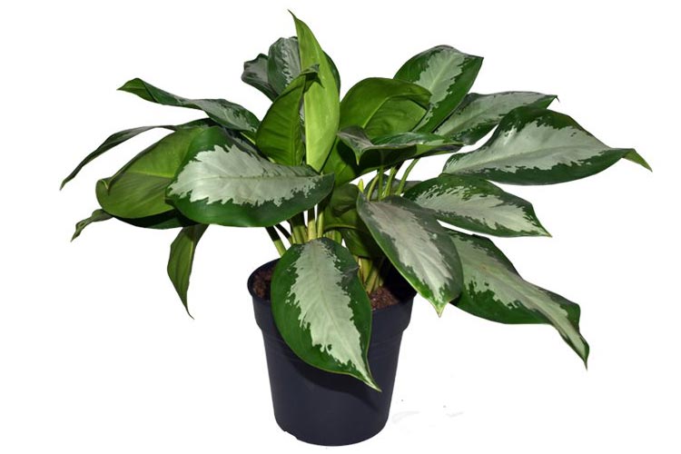 گیاه آگلونما نقره ای یکی از گل های گلخانه ای