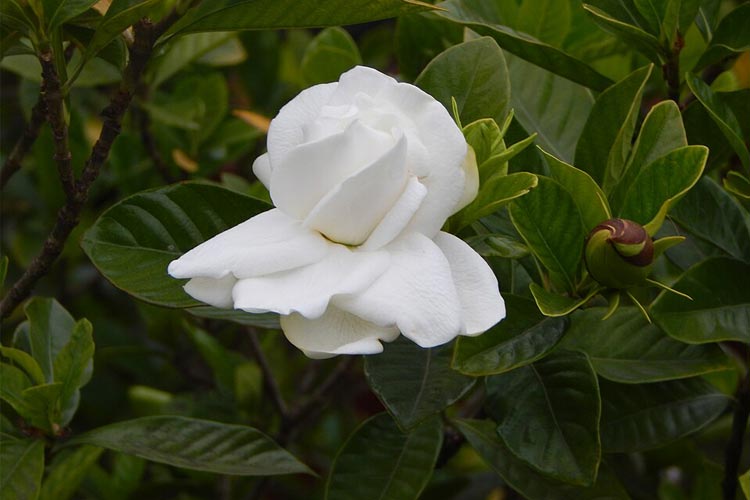 گیاه گاردنیا