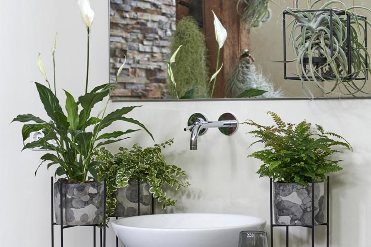 انواع گیاهان رطوبت دوست