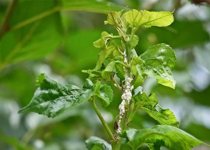 آفات درخت توت