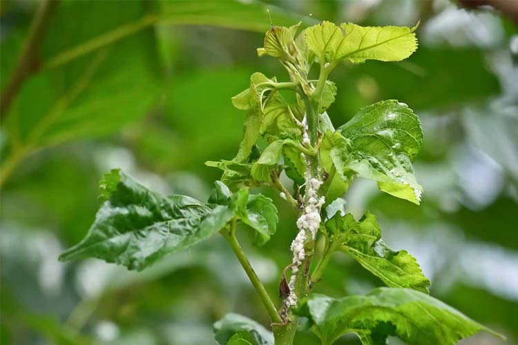 آفات درخت توت