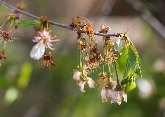 آفات درخت زردآلو