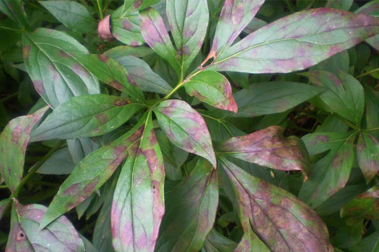 آفات و بیماری های گل peony