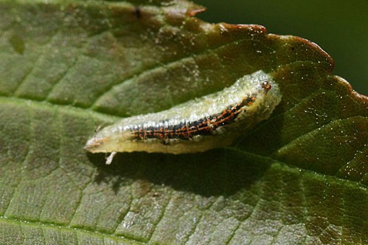 لارو برگ خوار یکی از آفت های درخت زردآلو