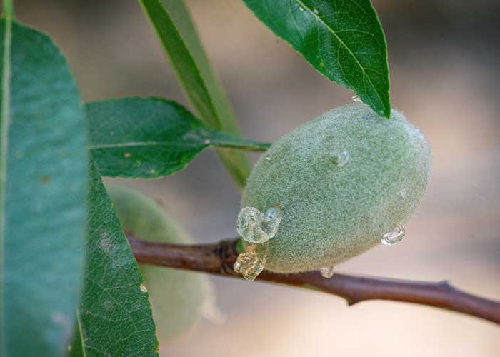 آفات درخت بادام