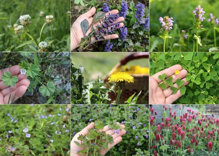 علف هرز چیست