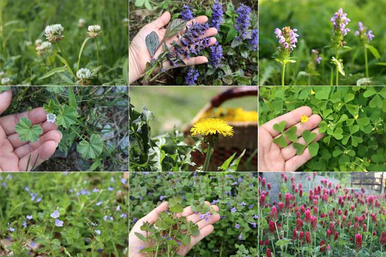 علف هرز چیست