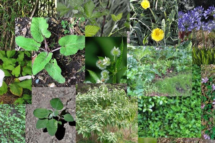 انواع علف هرز