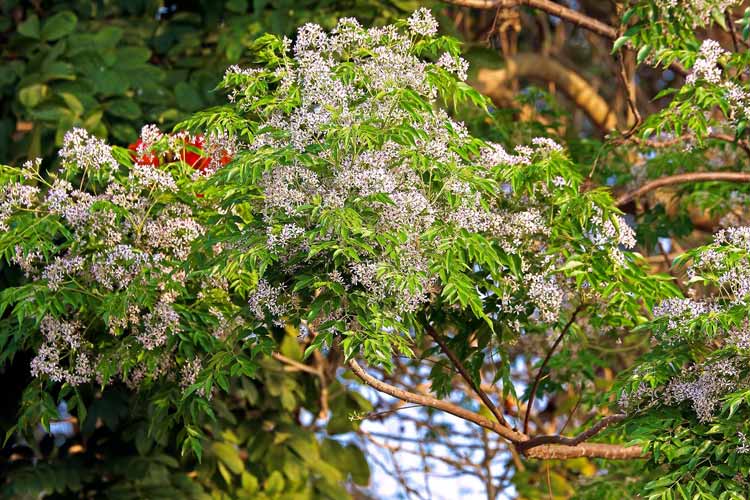 بهترین زمان کوددهی درخت زیتون