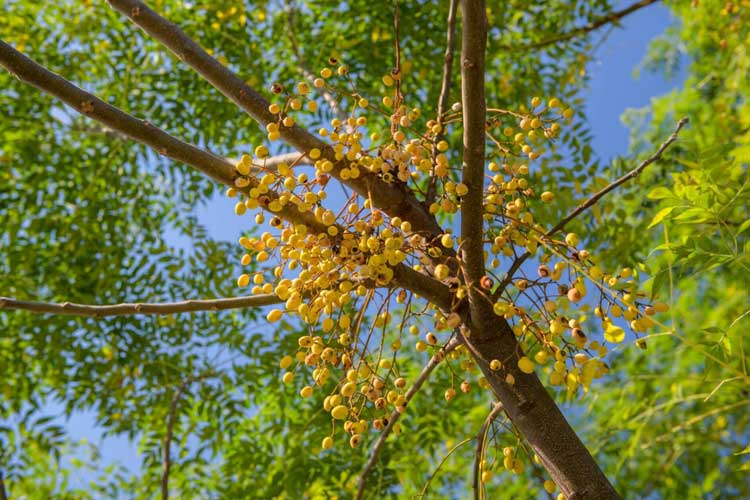 بهترین کود درخت زیتون تلخ