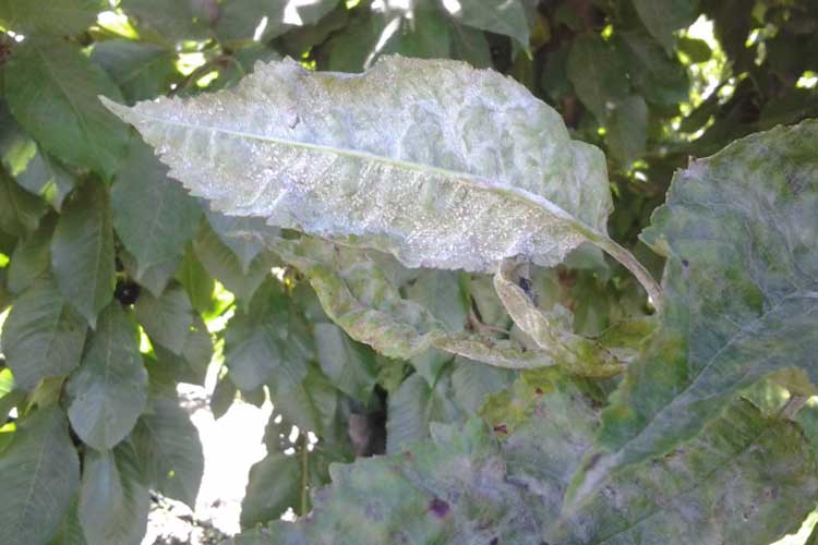 بیماری سفیدک درخت زیتون