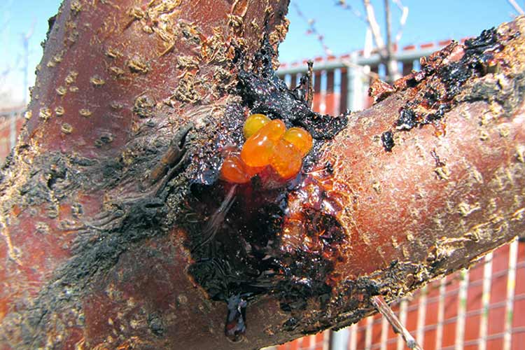 بیماری شانکر باکتریایی روی درخت زردالو