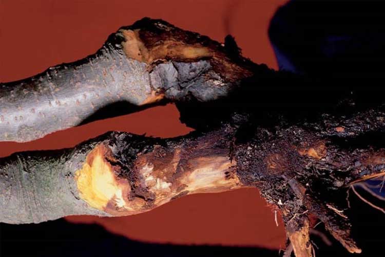 بیماری فیتوفترا