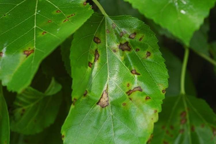 بیماری لکه برگی درخت توت