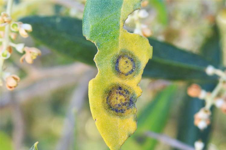 بیماری لکه طاووسی نهال زیتون