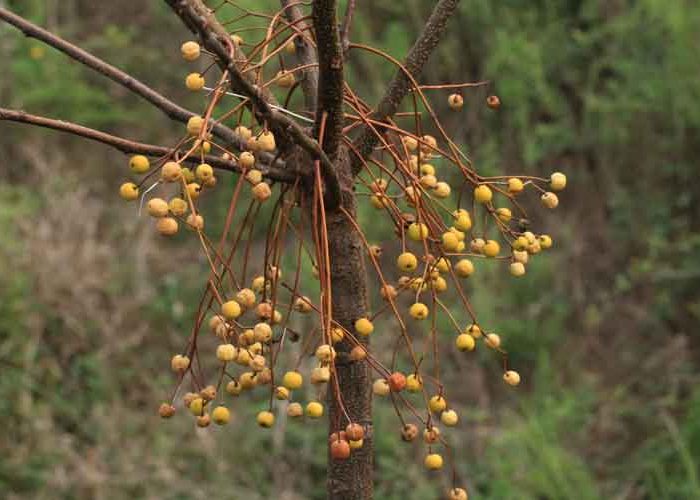 بیماری های درخت زیتون تلخ