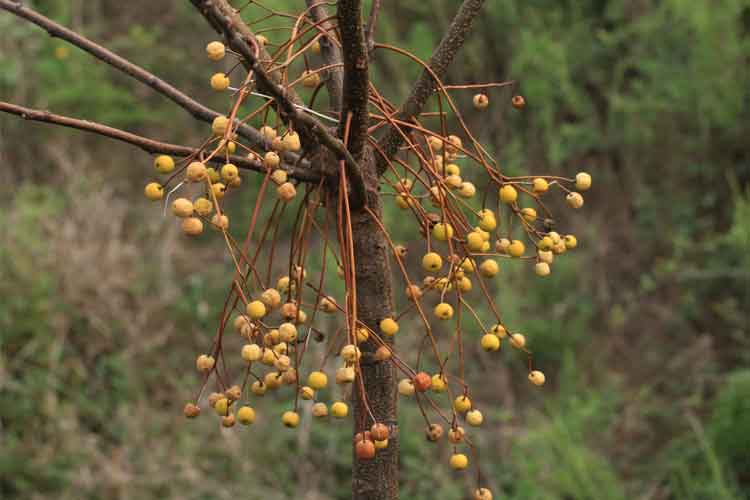 بیماری های درخت زیتون تلخ