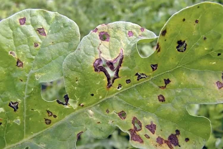 بیماری های قارچی درخت بادام