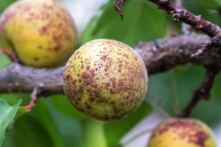 بیماری های درخت زرد آلو