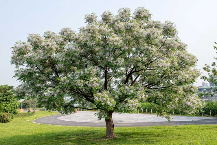 تقویت درخت زیتون تلخ