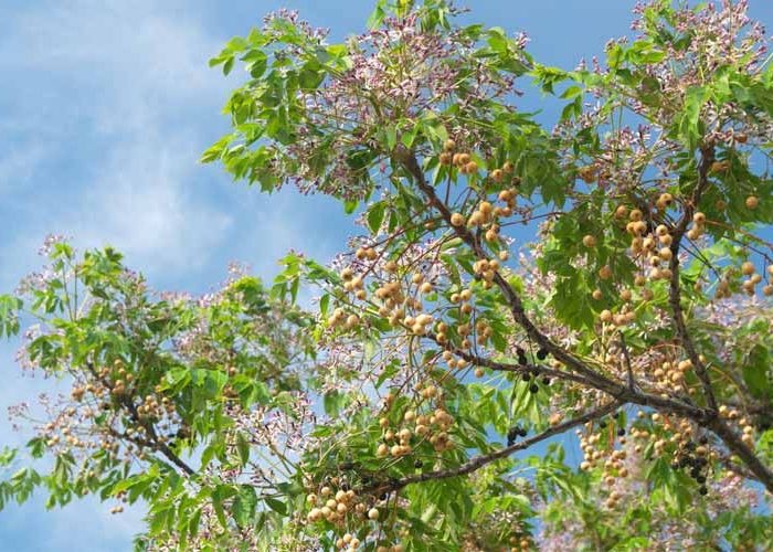 درخت زیتون تلخ و فواید آن