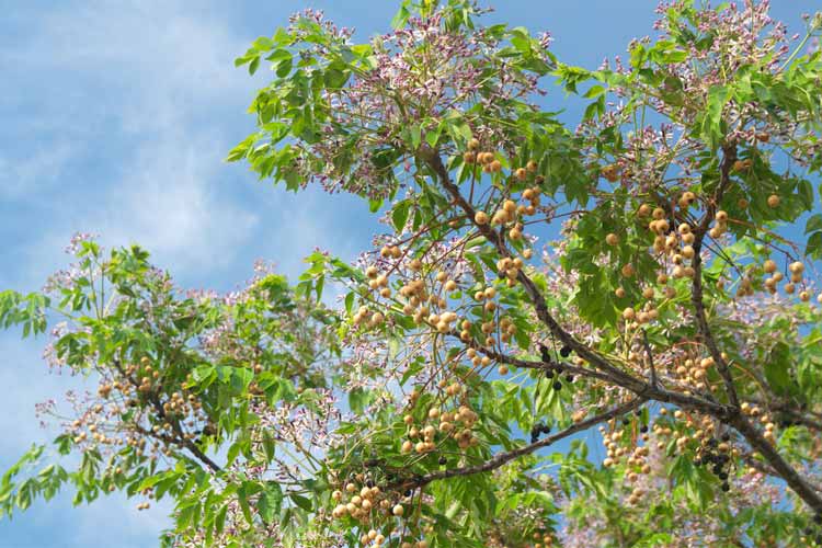 درخت زیتون تلخ و فواید آن