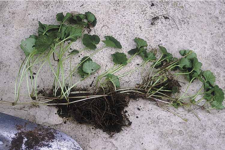 روش های از بین بردن علف هرز