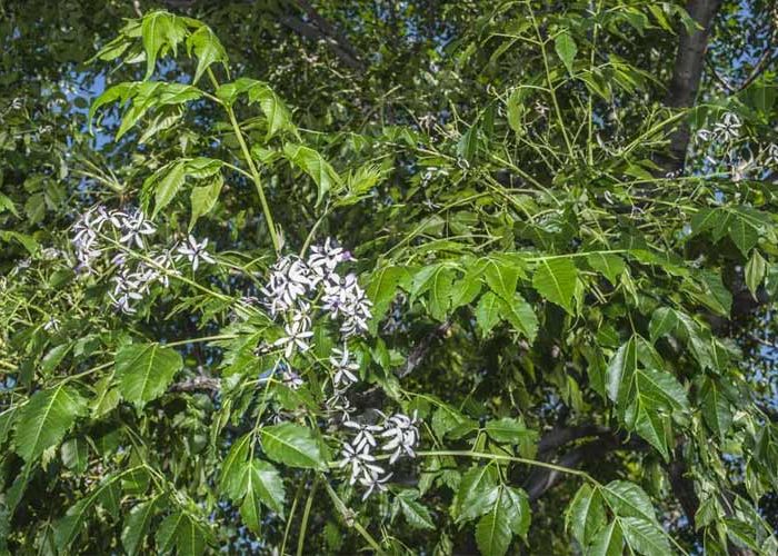 روش های تقویت درخت زیتون تلخ