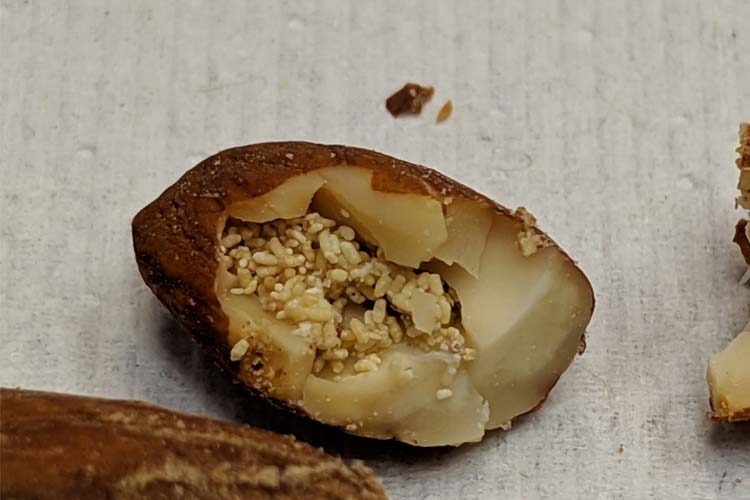 زنبور مغزخوار بادام