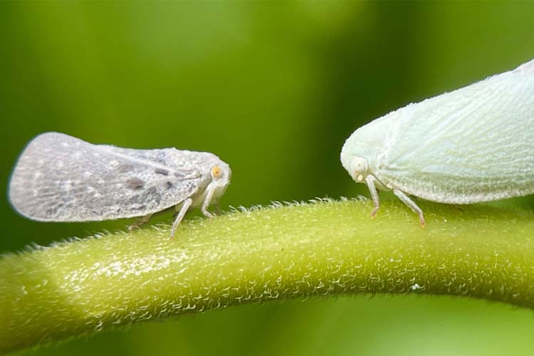 زنجره برگی توت