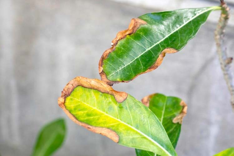 سوختگی برگ زیتون