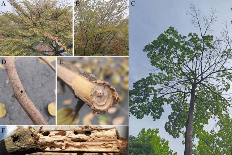 سوسک و پروانه پوست خوار از جمله آفات درخت بادام