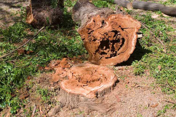 سوسک پوست خوار