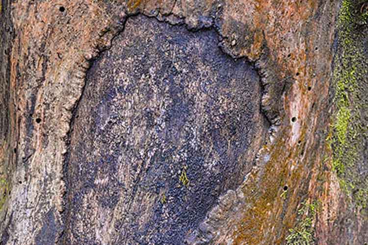 سپردار بنفش