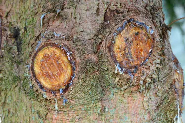 شانکر باکتریایی