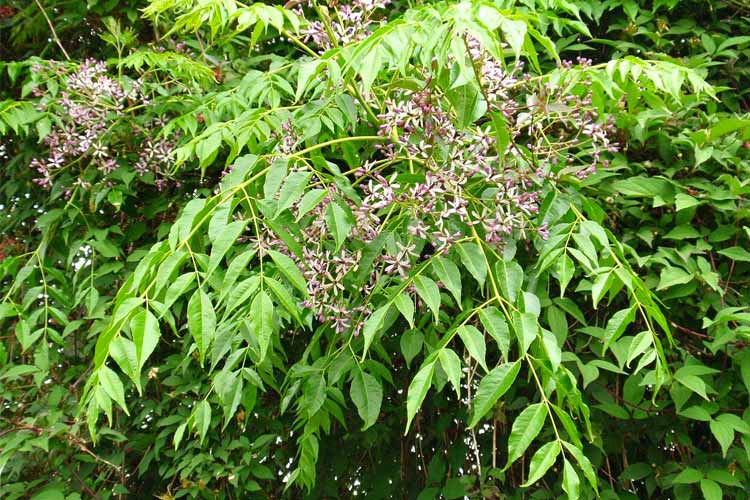 شرایط نگهداری گل درخت زیتون