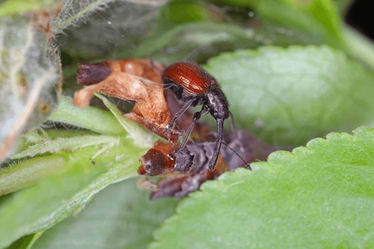 آفت شپشک زردآلو