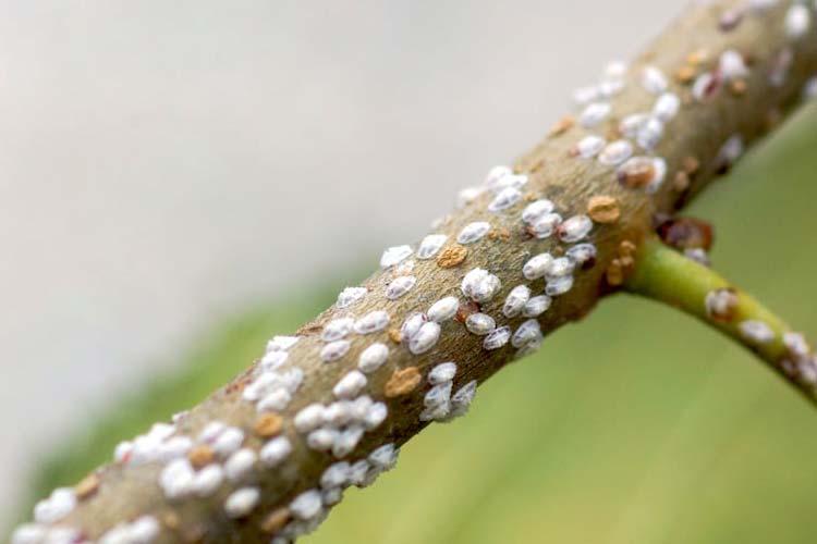 شپشک سپردار توت