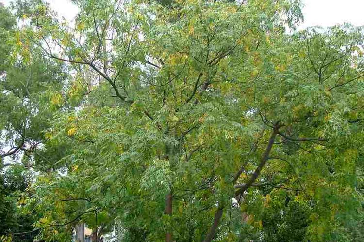 علت میوه ندادن درخت زیتون تلخ