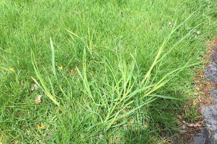 علف هرز چندساله