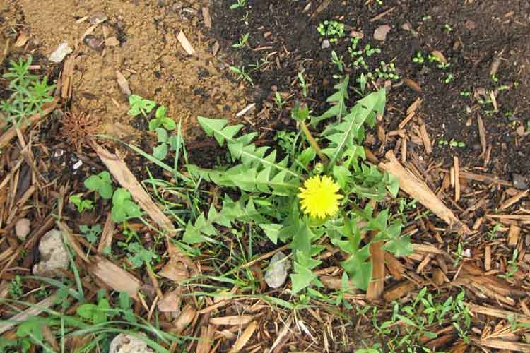 علف هرز چیست