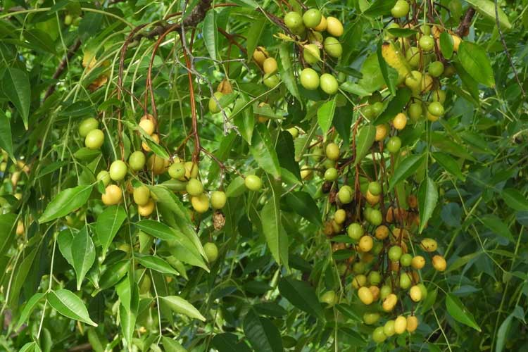 معرفی درخت زیتون تلخ