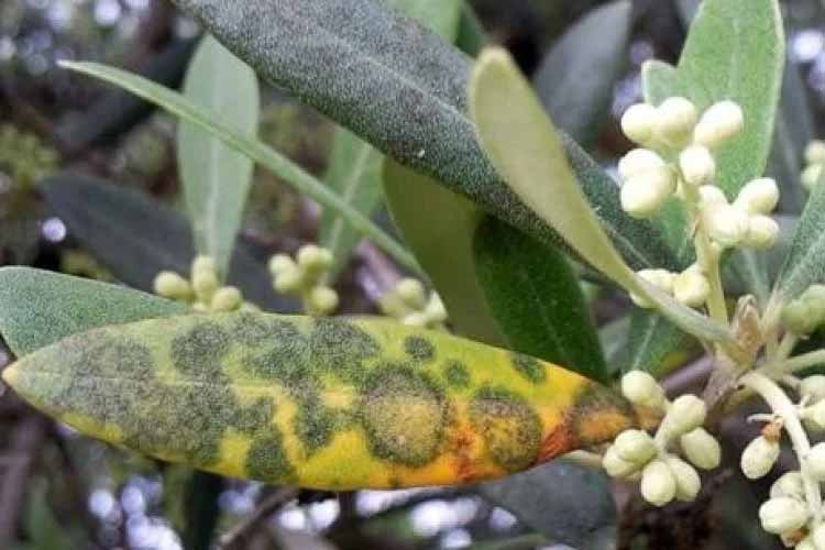 مقابله با بیماری های درخت زیتون تلخ