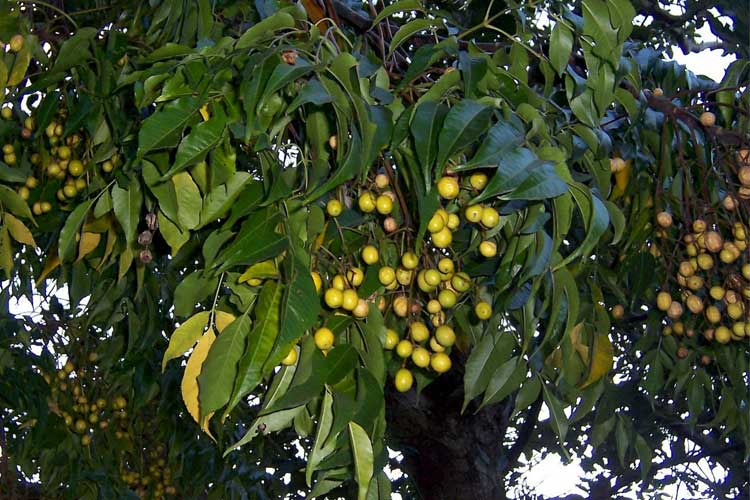 ویژگی های ظاهری درخت زیتون تلخ