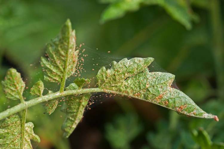 کنه تارتن توت یکی از آفات درخت توت