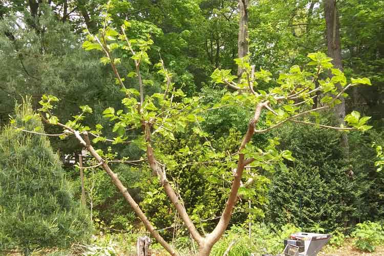 کوتولگی درخت یکی از بیماری های توت