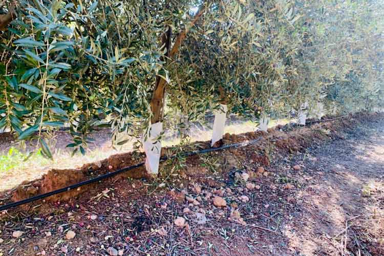 کود فسفر برای درخت زیتون